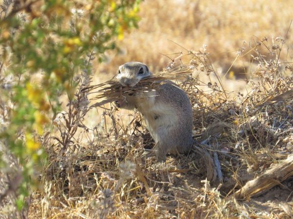 Mojave Ground squirrel gets nesting material thumbnail