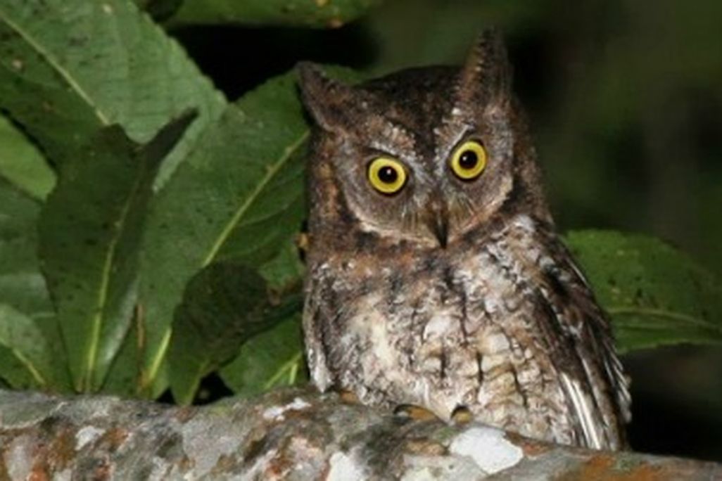 20130213040212owl-thumb.jpg