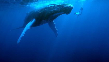 Without Action on Climate, Another Mass Extinction Event Will Likely Happen in the World’s Oceans