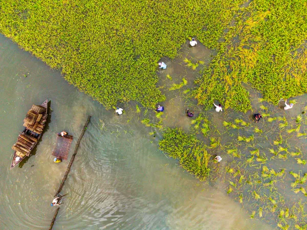 Farmers harvesting premature paddy from the submerged fields. thumbnail
