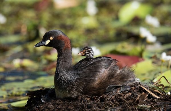 Australasian Grebe and Youngster thumbnail