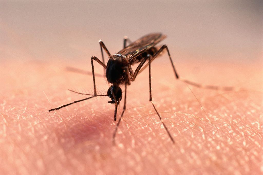 mosquito