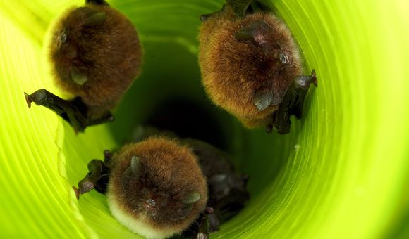 Spix's disk-winged bats inside their leaf tube