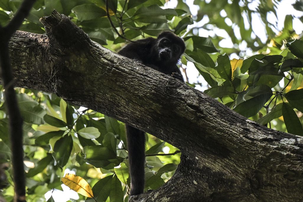 A howler monkey perched on a branch against a backdrop of leaves
