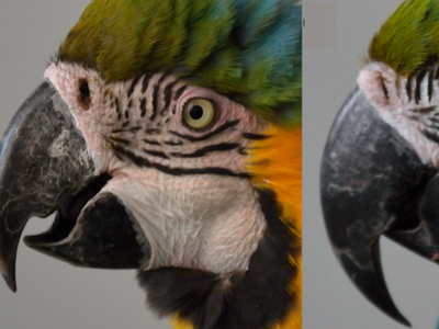 Blue-and-yellow macaws are capable of blushing (left).