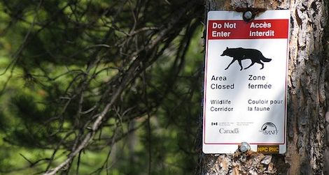 Wildlife corridors allow animals to safely cross urban areas.