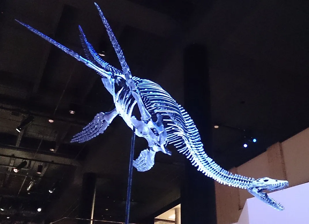 Plesiosaurs