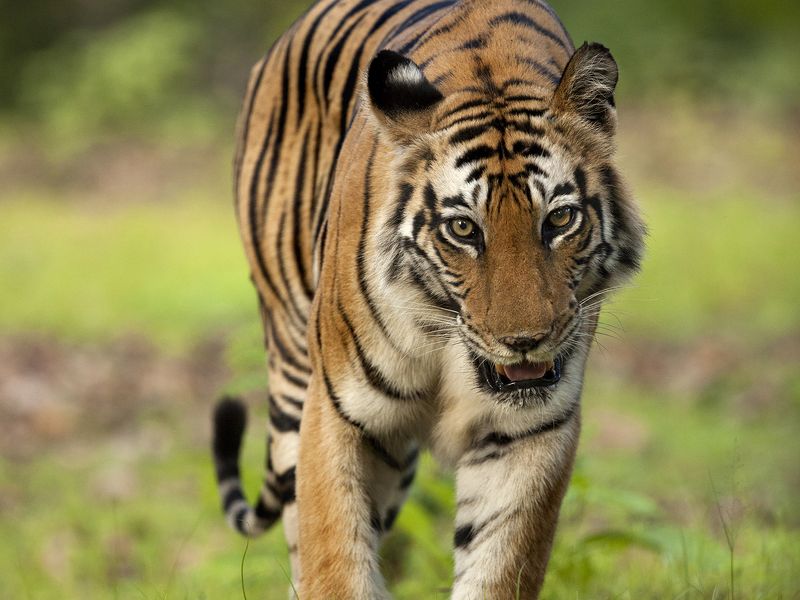 A bold Tigress from Central India | Smithsonian Photo Contest ...