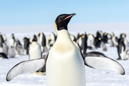 Emperor penguins are the world's largest penguin, standing almost four feet tall and weighing around 88 pounds. They live almost exclusively in Antarctica and need sea ice to survive. 



