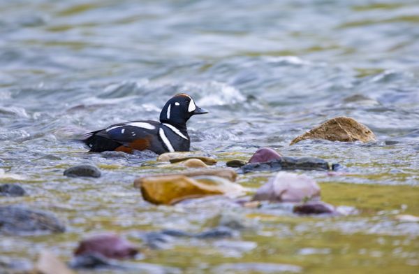 A Male Harlequin Duck in Glacier National Park thumbnail