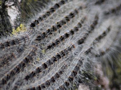 Each caterpillar of the oak processionary moth have about 62,000 hairs that contain a protein called thaumetopoein, which causes rashes, asthma attacks and vomiting. 
