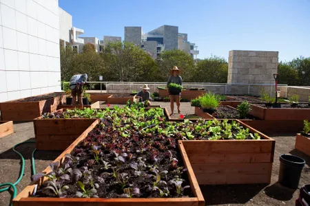 The Salad Garden at the Getty Center in Los Angeles, where art is salad and salad is a chance for performance art.