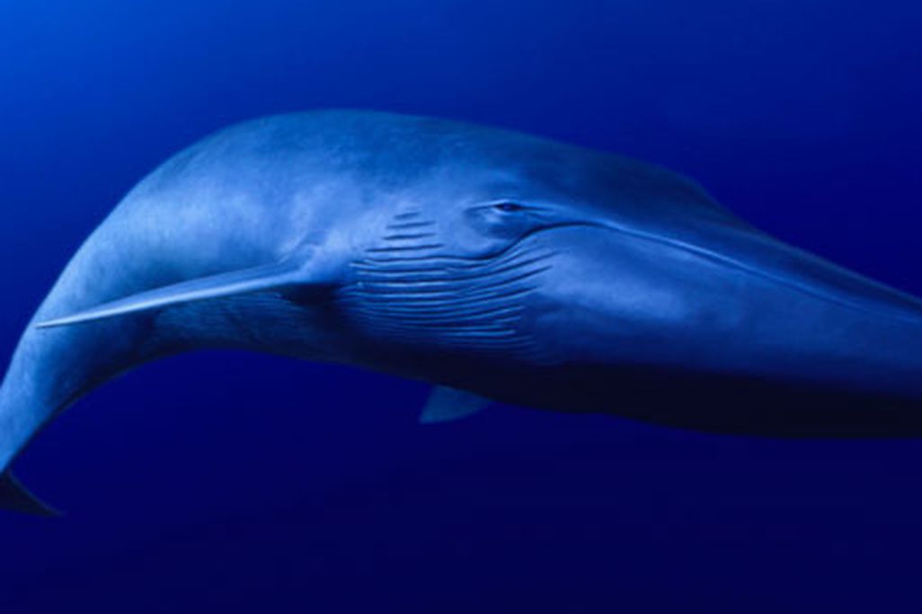Blue Whale