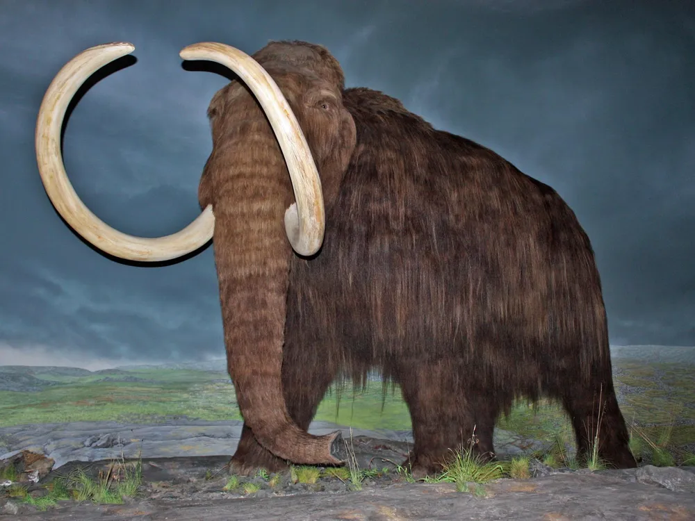 Genes of the Last Woolly Mammoths Were Riddled with Bad Mutations, Study  Finds | Smart News | Smithsonian Magazine