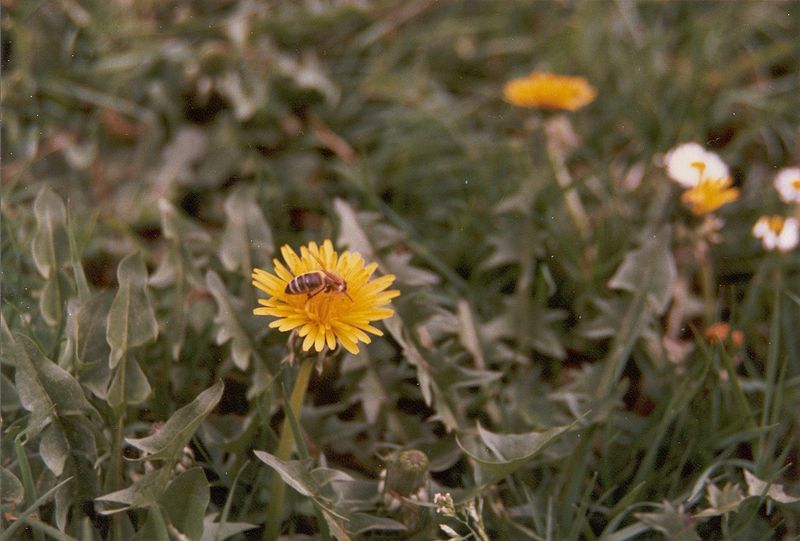 How to Protect Your Local Pollinators in Ten Easy Ways