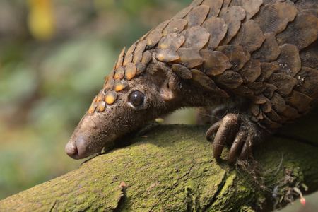 Pangolin species across Africa and Asia are under threat from poaching, climate change and habitat loss.