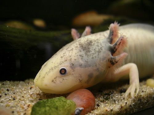frog.jpg