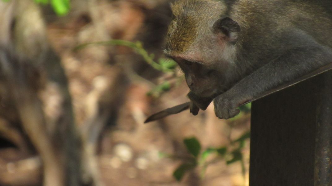 A careful observer | Smithsonian Photo Contest | Smithsonian Magazine