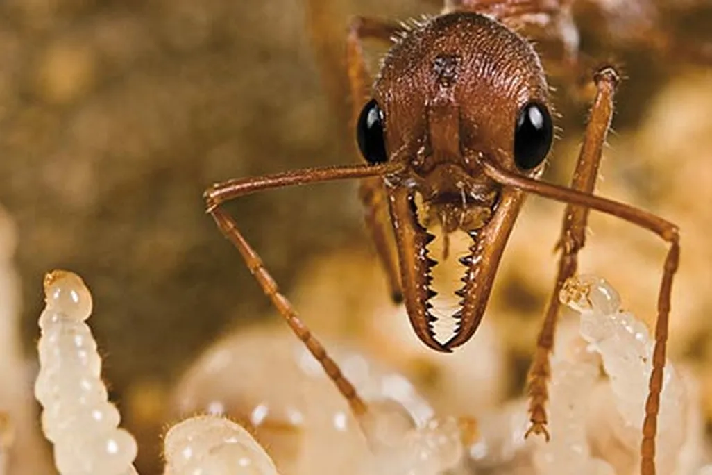 Australian bull dog ant