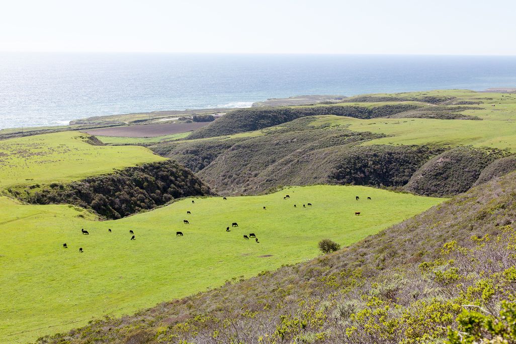 Cattle grazing on rolling green grassy hills