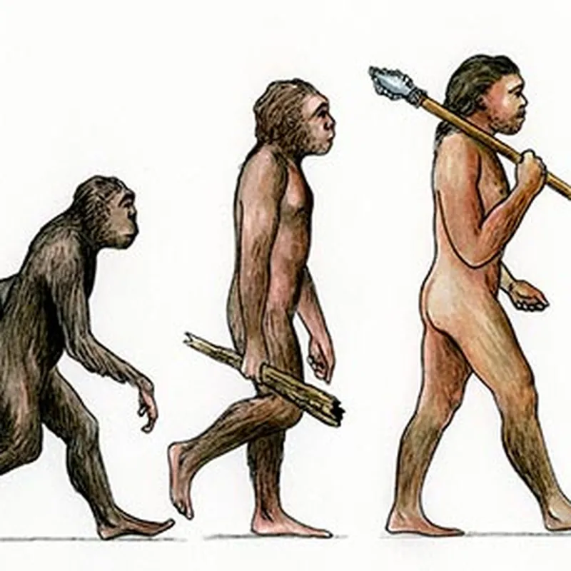 evolution of humans from fish