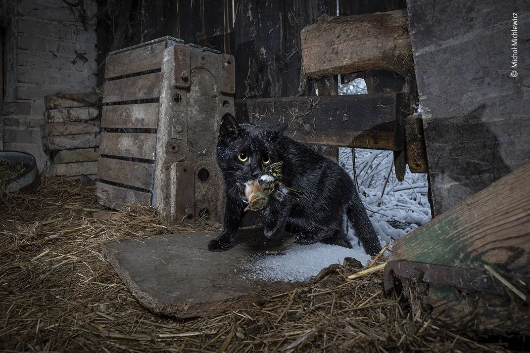 a cat in a barn holds a bird in its mouth