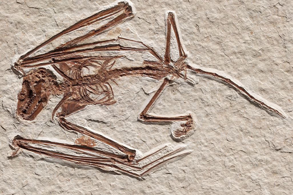 Bat Fossil
