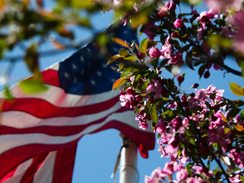 Springtime tree blossoms with the American flag waving in the