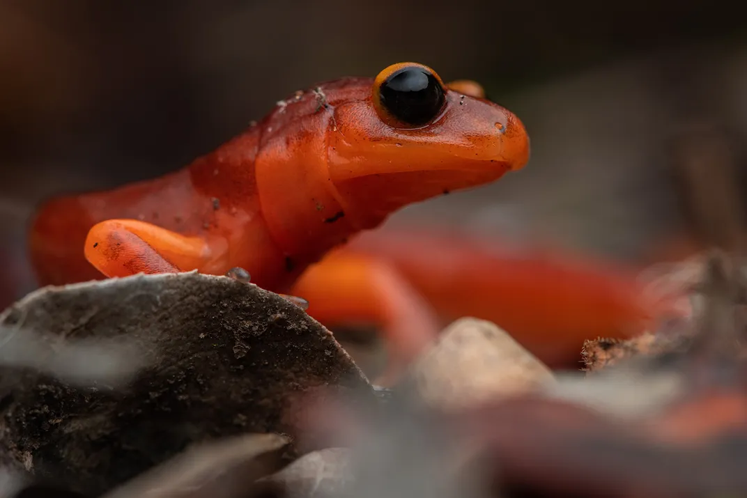 Ensatina