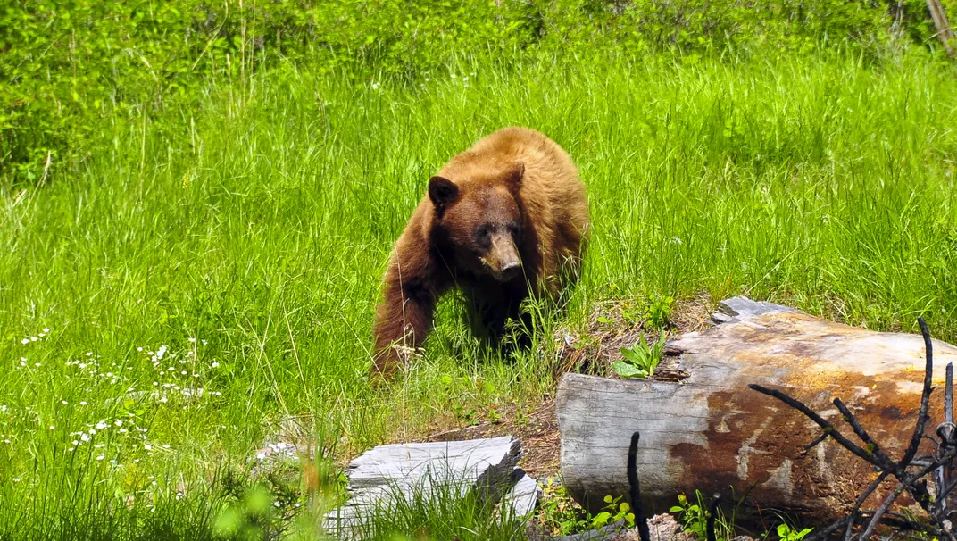 A black bear in Yellowstone National Park