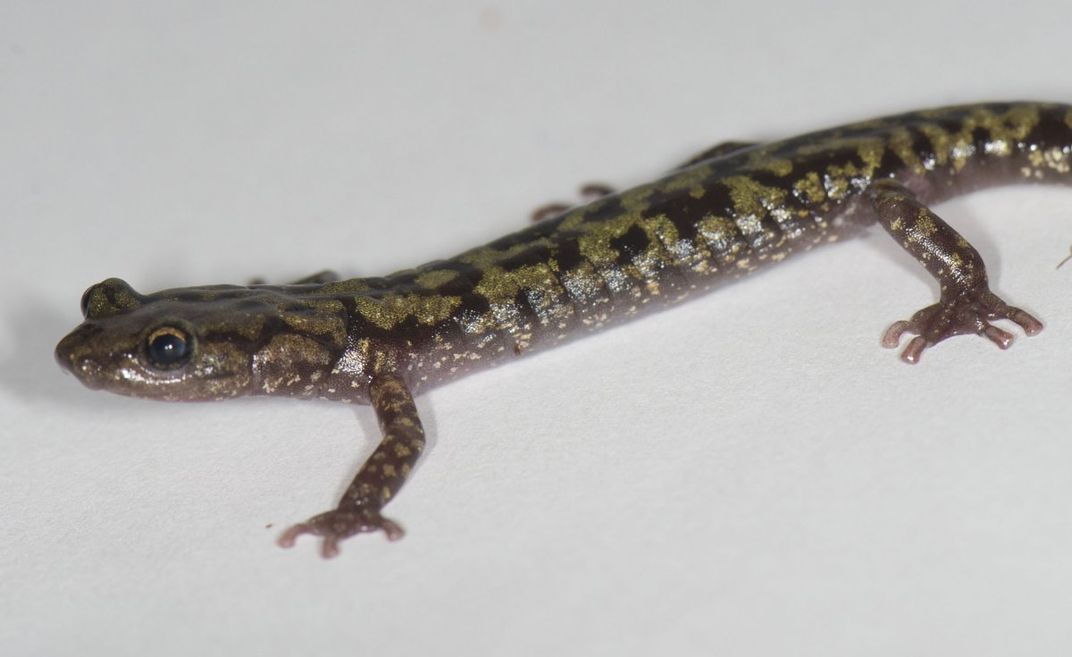 One-third of all salamander species are found in the United States, half of which live in Appalachia. Many salamander species are endangered.