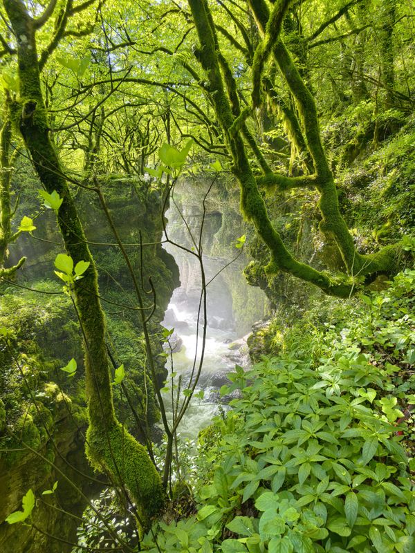 Drenched in Sunlight thumbnail