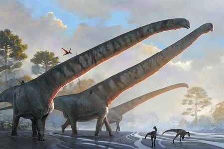 A rendering of Mamenchisaurus sinocanadorum dinosaurs with their 50-foot-long necks.