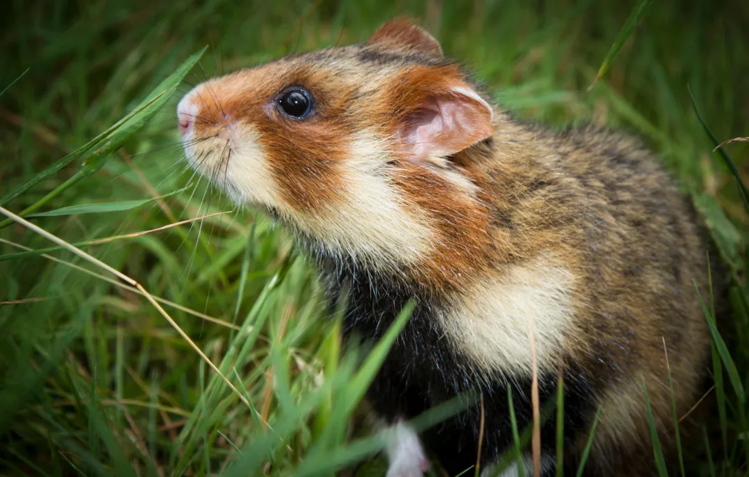 Why Are These Hamsters Cannibalizing Young? | Science| Smithsonian Magazine