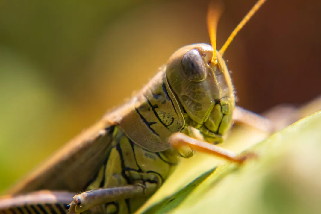 14 - Lorsqu'il existe en tant qu'individu, cet insecte est appelé sauterelle.  Lorsqu’ils vivent au sein d’un essaim de la même espèce, ils sont appelés criquets.