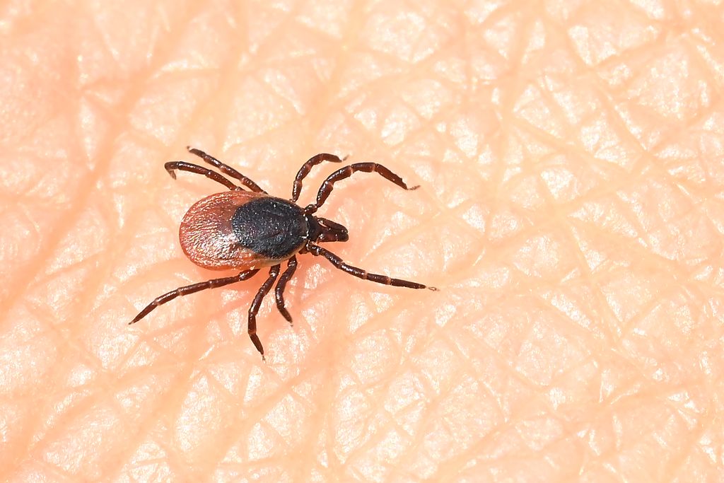 A tick