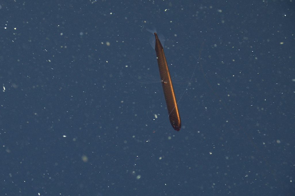An image of a copper-colored dragonfish. The fish resembles a long tube with short fins.