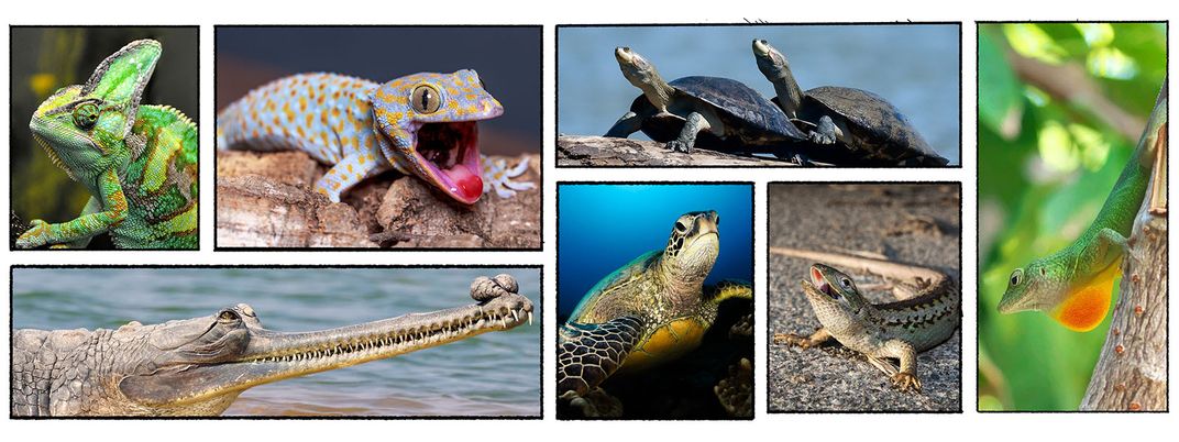 a mosaic of images, clockwise: a veiled chameleon, a tokay gecko, two giant South American turtles, Graham's anole, a sea turtle, and a gharial