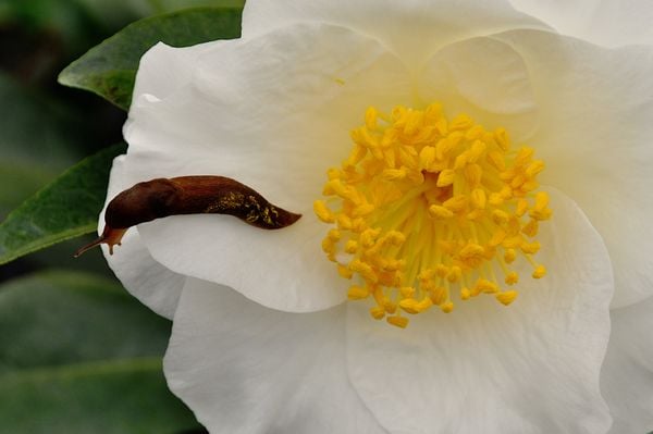 Beauty and the Beast, Slug resting on a camellia in bloom. thumbnail