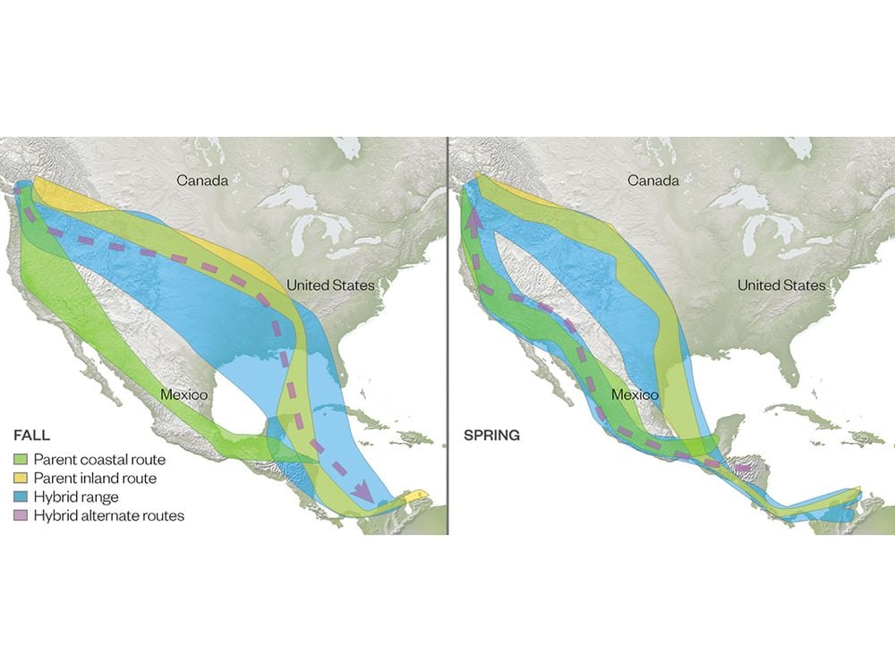 Map of hybrid thrush migration