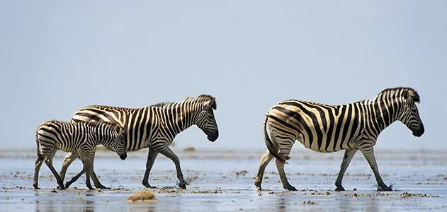 Nothing Can Stop the Zebra, Science