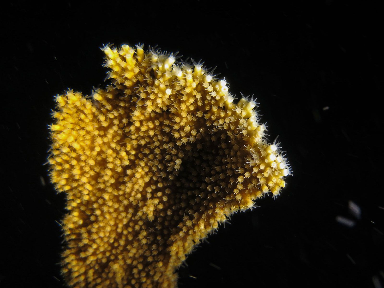 This Moonshot for Coral Breeding Was Successful