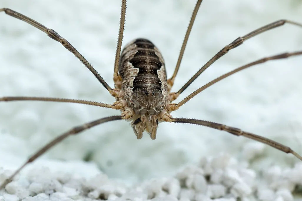 Close-up of insect with very long legs