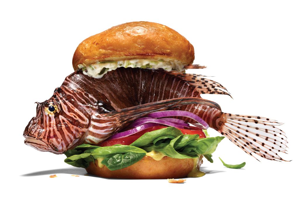 The lionfish is a maroon-and-white striped creature