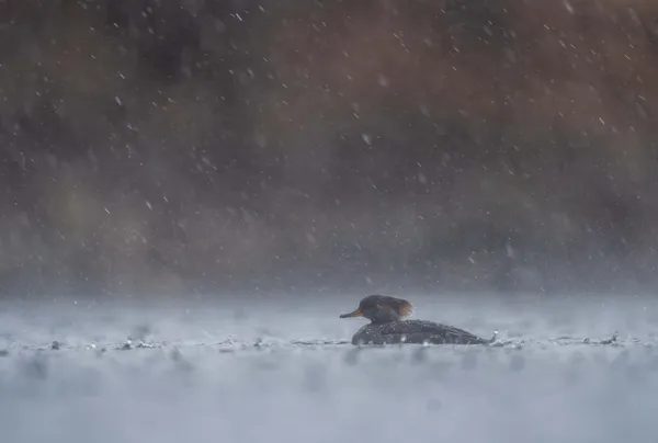 Below the Storm thumbnail