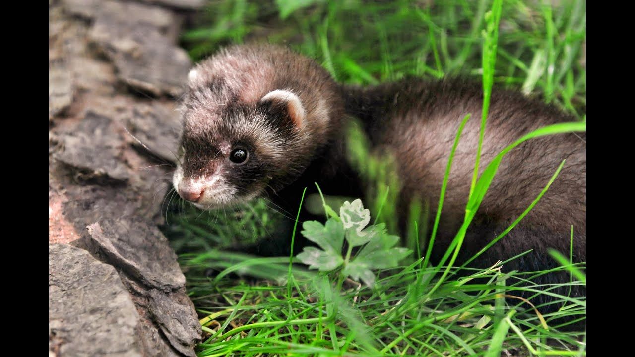 Preview thumbnail for Weird Science: Female Ferrets