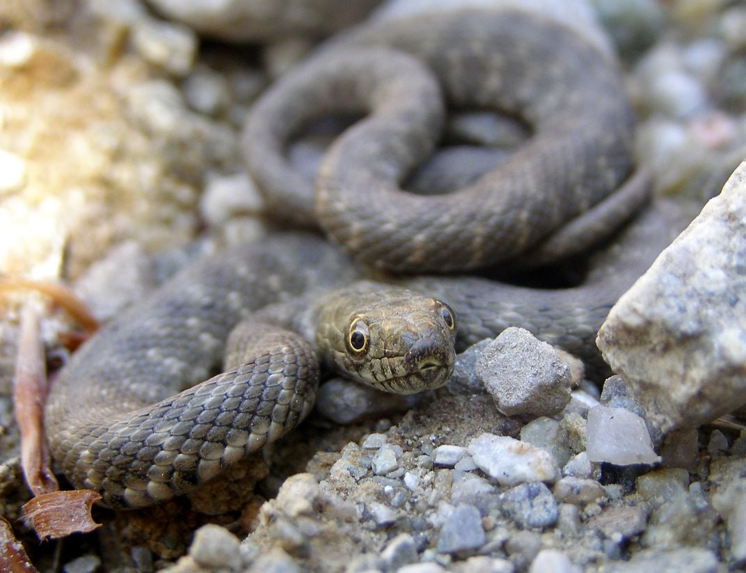 A photograph of a grey-green dice snake, looking straight into the camera