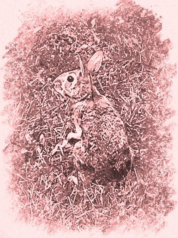 Eastern Cottontail late summer in Vermont thumbnail