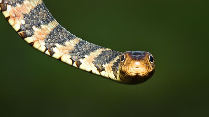 Florida Snake ID Guide – Florida Museum of Natural History