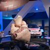 The Painstaking Process of Preserving a 400-Pound Blue Whale Heart icon